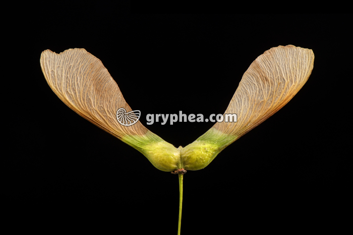 Akènes de l'Erable sycomore (Acer pseudoplatanus) - gryphea.org